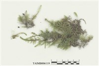 藏品(平苔科)的圖片